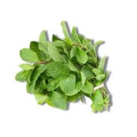 Pudinapata (Mint Leaf)