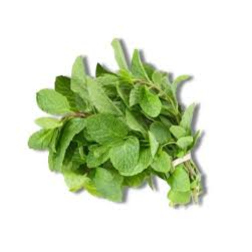 Pudinapata (Mint Leaf)